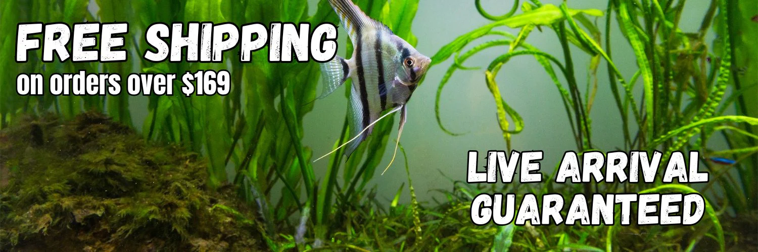 Dive Into Vibrant Aquatic Life