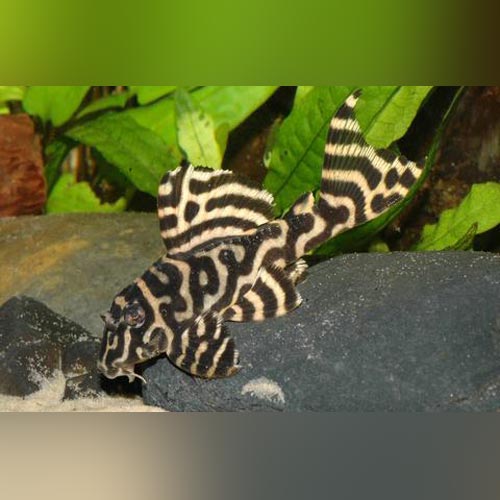 New Freshwater Arrivals
